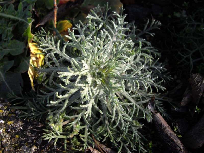 Ipomopsis aggregata en fleurs dans une prairie sèche d'altitude des Rocheuses